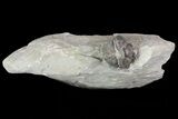 Wide, Enrolled Flexicalymene Trilobite In Shale - Ohio #67972-2